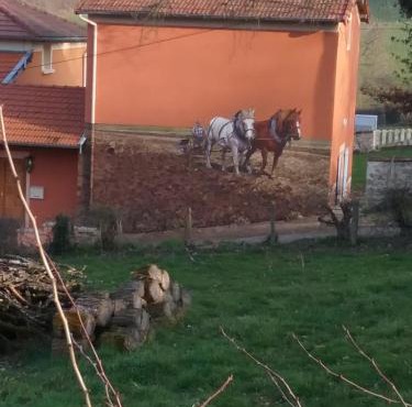 La vache sur le toit