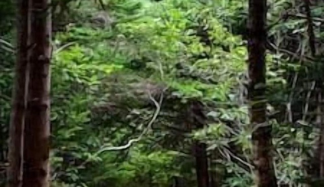 Ladysummer, a lovely off-grid yurt under the stars