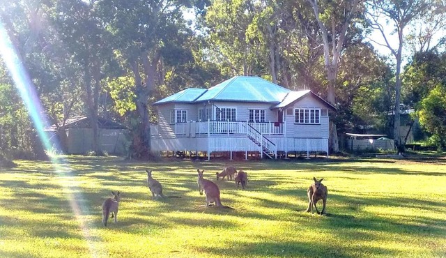 Lake Weyba Noosa Lodge & Kangaroos