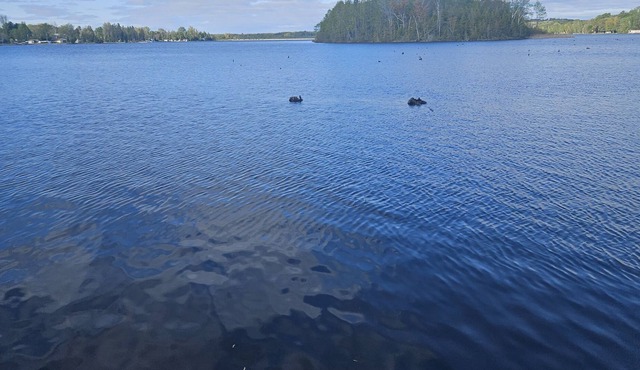 Lakefront trailer for rent, in Kawthra Lakes, on 1 acre of land