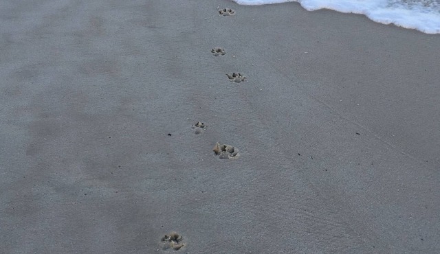 Large, fully equipped home with enclosed backyard. Perfect for families.