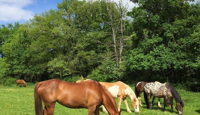 Large house (6p) in the heart of nature