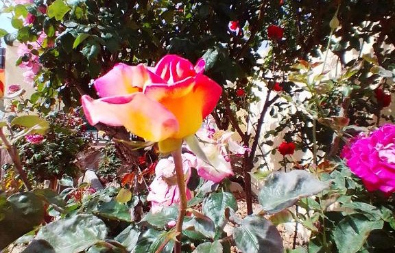 Las/Rosas