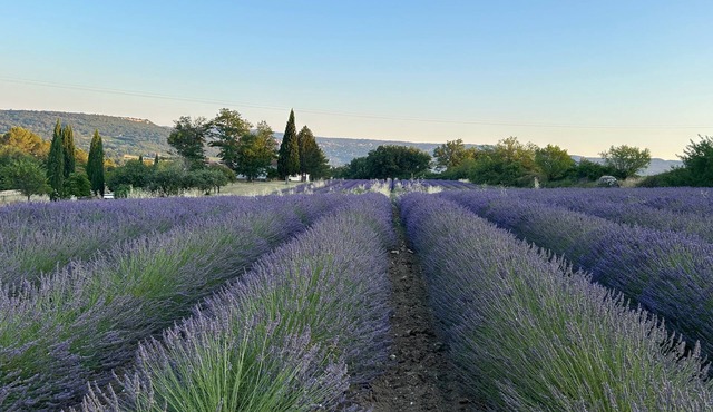 Lavender fields gîte with panoramic Gordes views on private estate near Goult