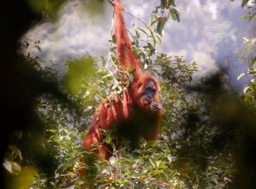 Lawang Inn Restaurant & Jungle Trek