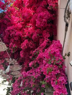 Le bougainvillea 2