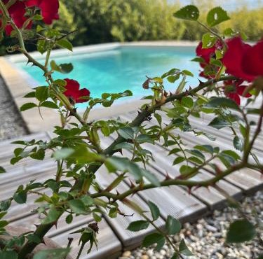 Le chant des cigales