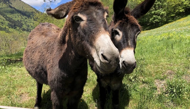 Les Granges Aster et Adonis