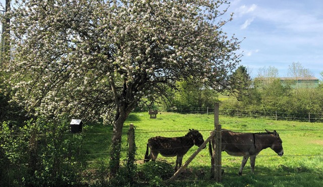 Le Gîte des Ânes du Sancerrois
