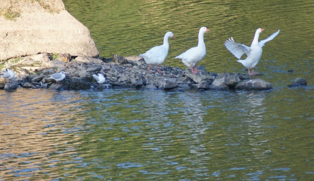 Le Gîte des Pêcheurs au Calme à 5 mn de Terra Botanica