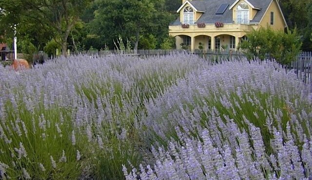 Le Jardin - Relax in our Glen Ellen retreat, just a hop away from Sonoma Plaza