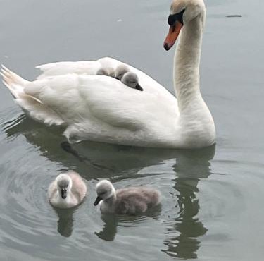 Le moulin de Sauvage