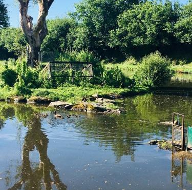 Le refuge des canards