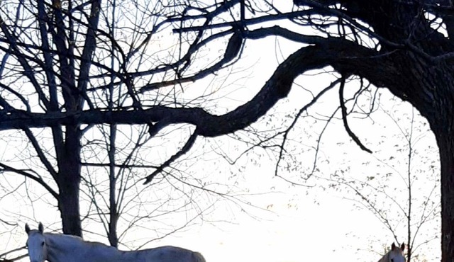 Le Temps Perdu: 88 Acre Wilderness Park between Historic Westport and Perth