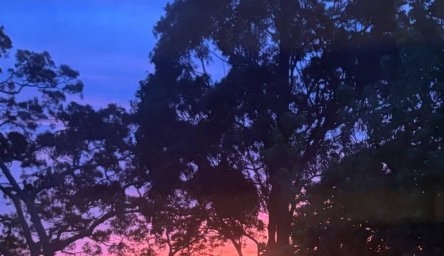 Leafy Suburb Oasis with Comfort & Charm