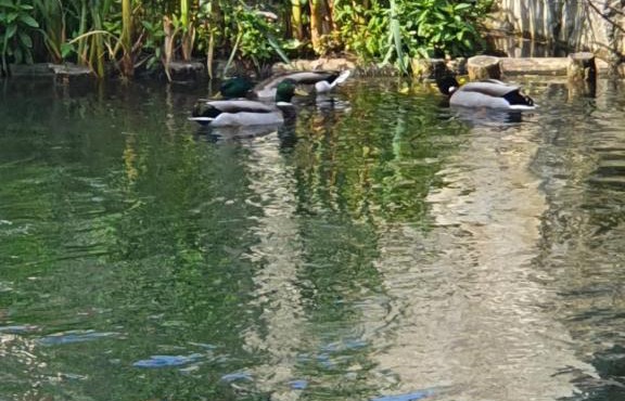 Les berges du moulin