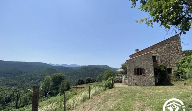 Les euphorbes - ST-LAURENT-DE-CERDANS