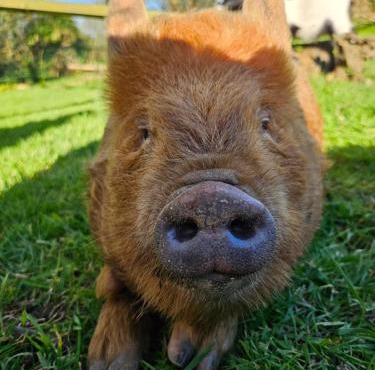 Les gites de koatephani et ses animaux