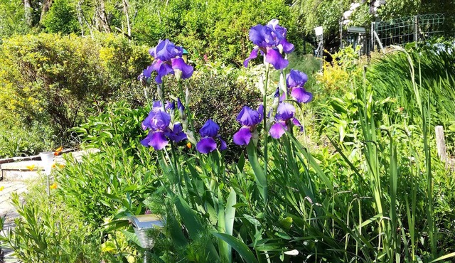 Les Jardins de Camelot