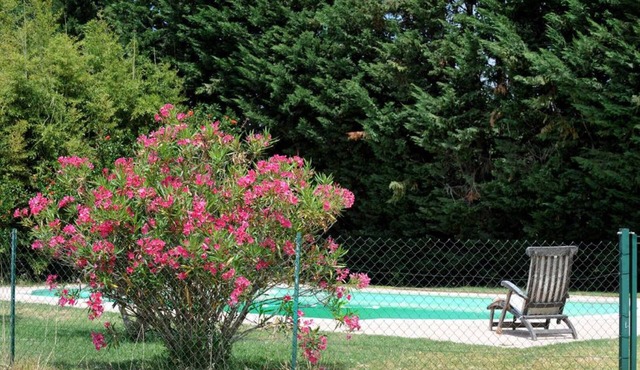 Les oliviers - THUIR