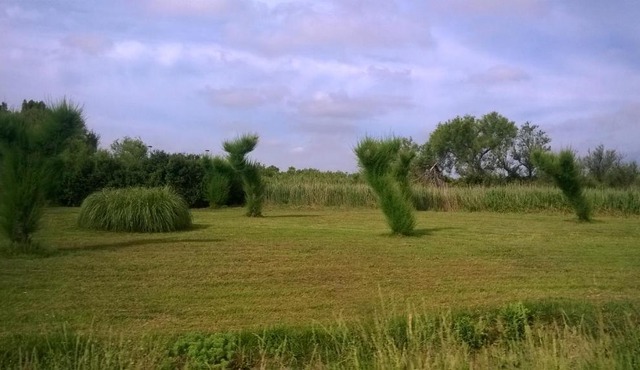 les papyrus avec draps