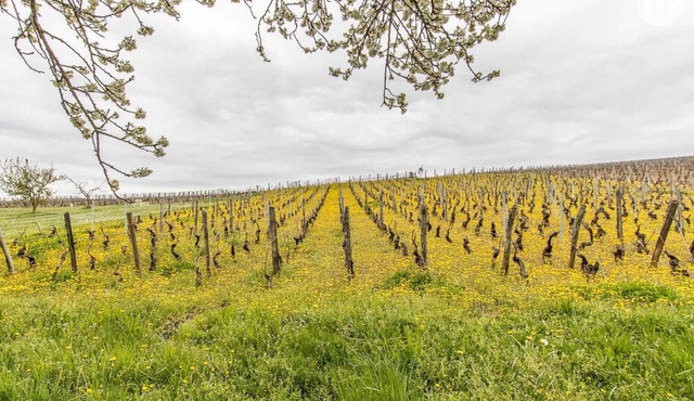 Les Piloselles - Solutre Pouilly