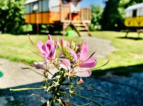 les roulottes de l'airou