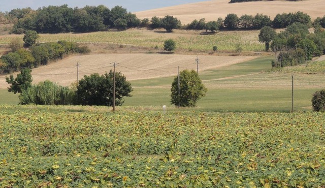 Les treilles d'en Peyre