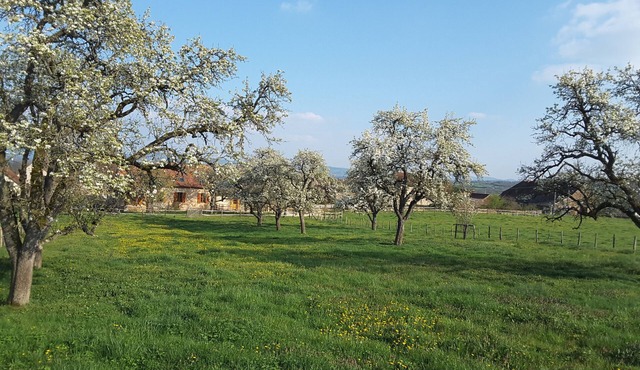 "Les Vieux Poiriers" (near Taize, Cluny .) in Bonnay 71460 (Cluniac site)