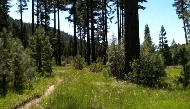 “Let Your Den Be The Forest”. Large One Bedroom Condo Adjacent To The National