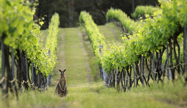 Lindsay Lodge in the Hunter Valley