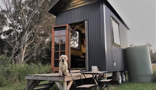 Little Blue Wren by Tiny Away
