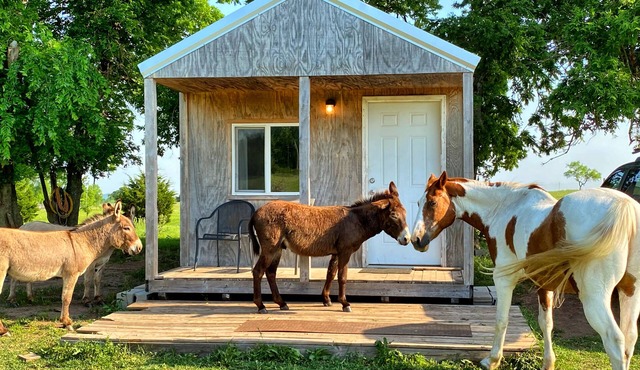 Little Cabin at the DonkeyRanch