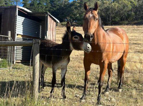 Little creek farm stay