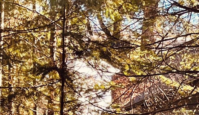 Little Duck Cottage is close to so many northern Michigan activities. Lakeview