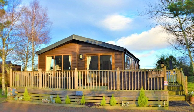 Little Fawn, Northumberland