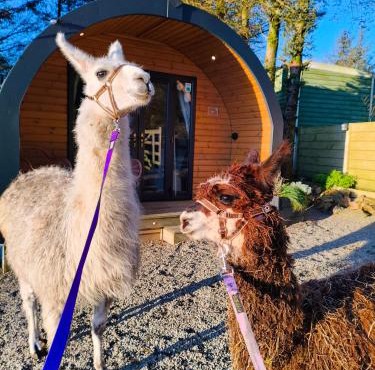 little peru luxury pods and alpaca farm