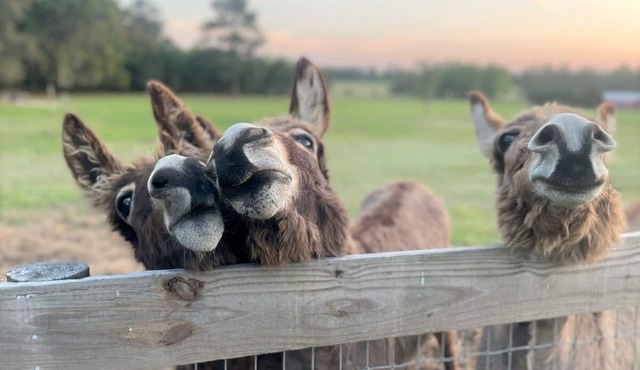 Little Ridge Ranch- East House- Close to Ocala and Gainesville! Pet friendly!
