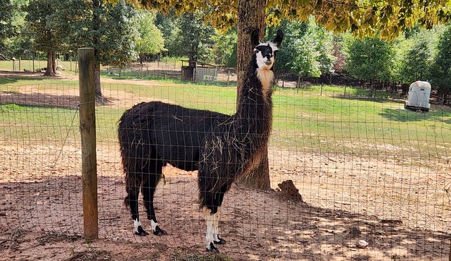 Llama Retreat - wall tent in a peaceful setting