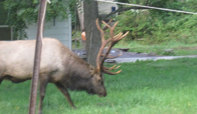 Located In The Heart Of Elk Country, Bennetts Branch Lodge Is A Beautiful Home.