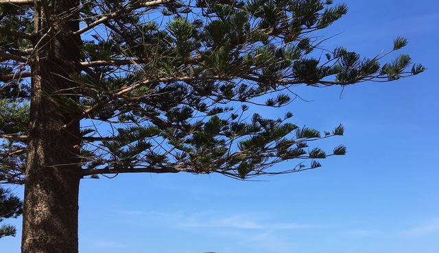 Location, location: Renovated studio 600m to Avalon surf beach & shops