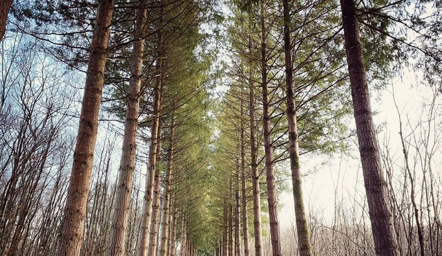 Lodge in the heart of Sologne, ideal for families