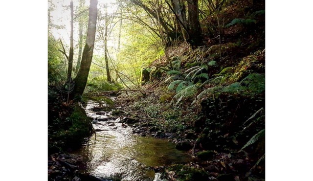 Lodging between forest and streams