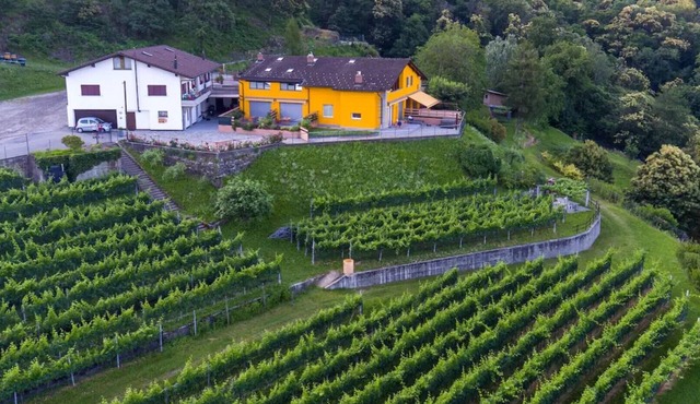 Loft Scarpa surrounded by greenery