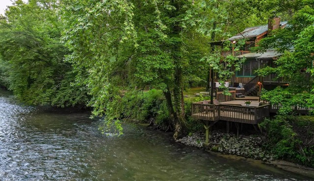 Lofty Pines on the Cartecay