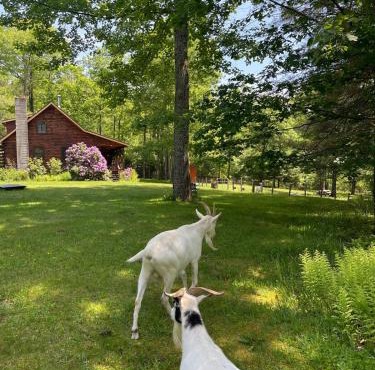 Log Cabin at the Goat Sanctuary