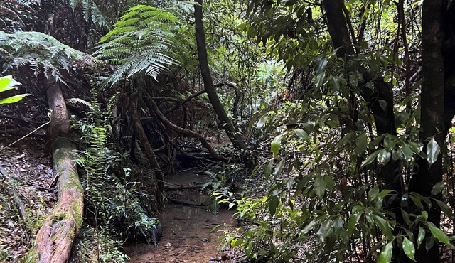 Log Cabin OFF GRID, fire place, balconies/library/Rain forrest, walk, swim.