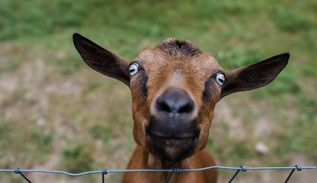 Log Cabin w/Farm Animals & Firepit 20 Mins To Hershey & 4 Mins To Lake!