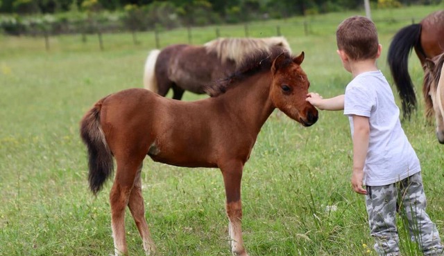 Logement atypique - Chevaux Miniatures Rhéa Horses