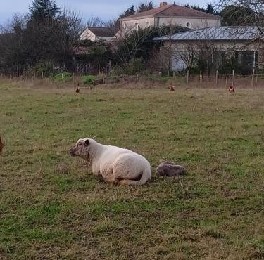 Logis Dézamy chambre d'hôtes
